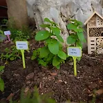 Vintage Garden Apartment